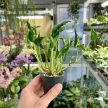 Epipremnum aureum 'Shangri La' mini (Inplanted)