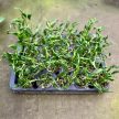 Epipremnum aureum 'Shangri La' mini (Inplanted)