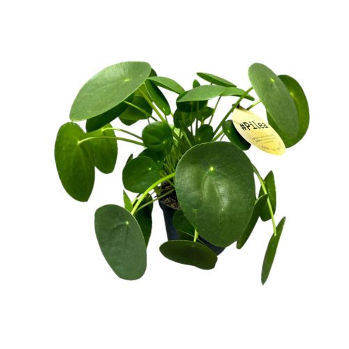 Pilea peperomioides