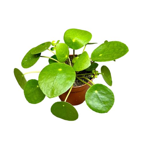 Pilea peperomioides