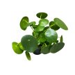 Pilea peperomioides