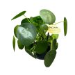 Pilea peperomioides