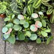 Pilea peperomioides