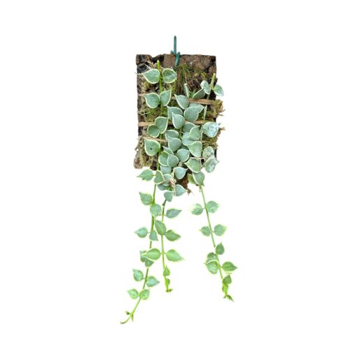 Dischidia ruscifolia 'Variegata' parafán (Inplanted)