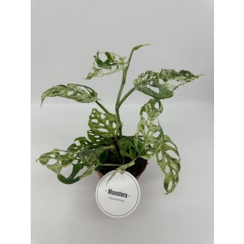 Monstera adansonii 'Frozen Freckles'