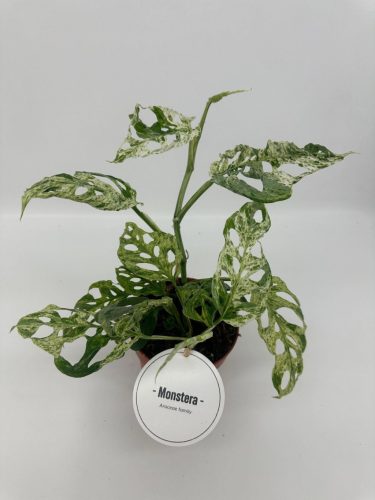 Monstera adansonii 'Frozen Freckles'