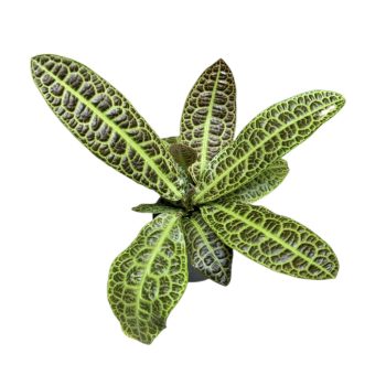 Labisia beccarii 'Turtle Back' (XL)