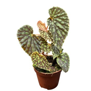 Begonia chlorosticta