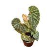 Begonia chlorosticta