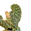 Begonia chlorosticta