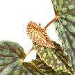 Begonia chlorosticta