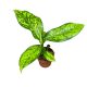 Dieffenbachia seguine 'Crocodile' (mini)