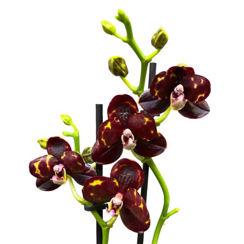 Phalaenopsis "Scention" piros ILLATOS (cs9)