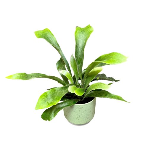Platycerium bifurcatum