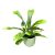 Platycerium bifurcatum 'Netherlands'