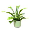 Platycerium bifurcatum 'Netherlands'