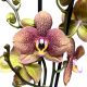 Phalaenopsis 'Toulon'