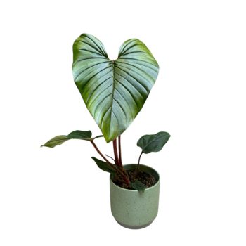 Philodendron serpens X squamiferum