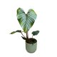 Philodendron serpens X squamiferum