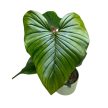 Philodendron serpens X squamiferum