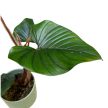 Philodendron serpens X squamiferum