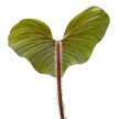 Philodendron serpens X squamiferum