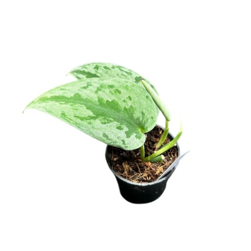 Scindapsus pictus 'Silver Sierra' (Inplanted)