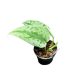 Scindapsus pictus 'Silver Sierra' (Inplanted)