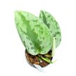 Scindapsus pictus 'Silver Sierra' (Inplanted)