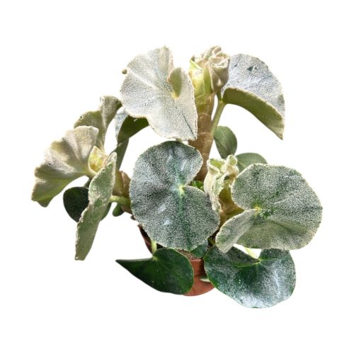 Begonia venosa 'Lunar'