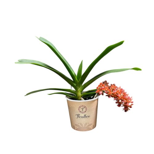 Rhynchostylis gigantea 'Super Tangarine' ILLATOS Rókafark orchidea