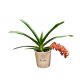 Rhynchostylis gigantea 'Super Tangarine' ILLATOS Rókafark orchidea