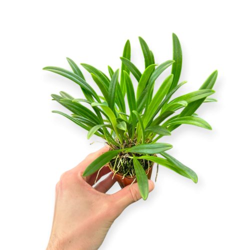 Masdevallia herradurae (virágzó méret)