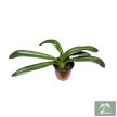 Paphiopedilum 'Phips' (virágzóképes)
