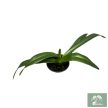 Paphiopedilum 'Phips' (virágzóképes)