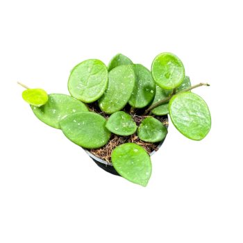 Hoya 'Mathilde' (Inplanted)