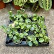 Hoya 'Mathilde' (Inplanted)