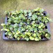 Hoya 'Mathilde' (Inplanted)