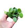 Hoya 'Mathilde' (Inplanted)