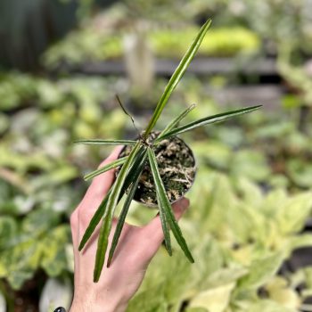 Hoya insularis (Grower's Select)