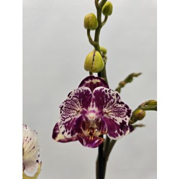 Phalaenopsis 'Ox Madonna' >peloric<