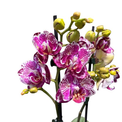 Phalaenopsis 'Ox Madonna' >peloric<