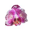 Phalaenopsis 'Ox Madonna' >peloric<
