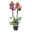 Phalaenopsis 'Ox Madonna' >peloric<
