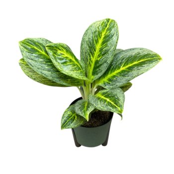 Aglaonema 'Bitter Lemon'