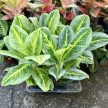 Aglaonema 'Bitter Lemon' (2nd chance)