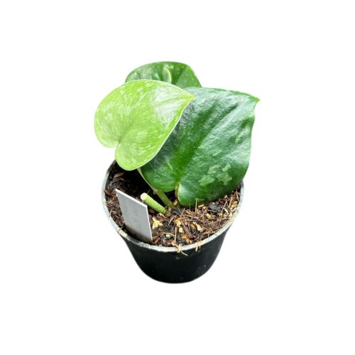 Scindapsus pictus 'Silver Platinum' (Inplanted)