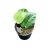 Scindapsus pictus 'Silver Platinum' (Inplanted)
