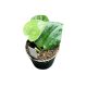 Scindapsus pictus 'Silver Platinum' (Inplanted)