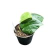 Scindapsus pictus 'Silver Platinum' (Inplanted)